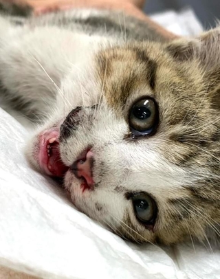 病院に急行、危ない状態だったという（「福ねこハウス」さん提供、Instagramよりキャプチャ撮影）