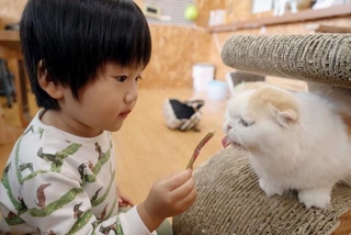 猫カフェでけがをしたら？　※画像はイメージです（jikoman/stock.adobe.com）