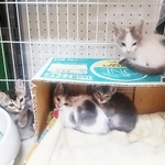 保護されることになった子猫たち