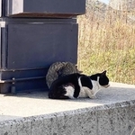 和歌山市内の河川敷にある突堤付近に行き場を失った猫たちが身を寄せ合って過ごしていました