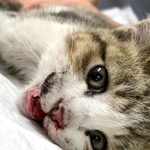 病院に急行、危ない状態だったという（「福ねこハウス」さん提供、Instagramよりキャプチャ撮影）