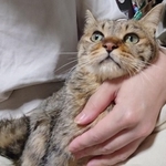 キジトラのユーリちゃん