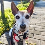 今年春に保護された10歳ほどのメスのジャック・ラッセル・テリア、花菜