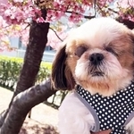 元繁殖犬の10歳ほどのオスのシーズー・ボン