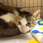 親分さんのおうちにお迎えしたざますちゃん(「猫日向 親分」さん提供、Instagramよりキャプチャ撮影)