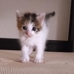 生後1カ月頃だった子猫、最初は誰か引き取り手がいればと思っていたが…＝セルゥゥゥゥァァァァァァさん（@cellbururu）提供