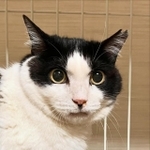 くるんとした目とピンクの鼻が可愛い＝大阪さくら猫の会提供