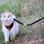 屋外での猫の散歩は大丈夫？（suconeko.comugi/stock.adobe.com）※画像はイメージです