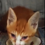 ご飯をたくさん食べました！（三吉さん提供、Xよりキャプチャ撮影）