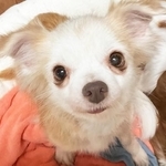 群馬県動物愛護センターで「譲渡不可」となっていたメスのチワワ、オーロラ