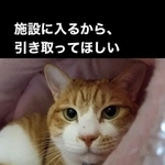「施設に入るから引き取ってほしい」と高齢の夫婦から保護猫カフェに愛猫を託された（「カフェガット」さん提供、Instagramよりキャプチャ撮影）
