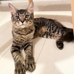 子猫たちに混じって保健所に収容された大人猫・LeTAO