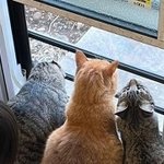 お外が気になる…3匹の猫の後ろには…（提供：すずつむふうさん）