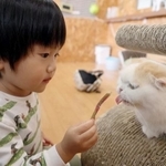 猫カフェでけがをしたら？　※画像はイメージです（jikoman/stock.adobe.com）