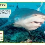 書名の通り「最強サメ」が複数紹介されていますが、サメ以外の「水中の怖い生物」も満載