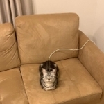 充電されるあんこくん（提供：あんこともなか🐾充電ねこさん）