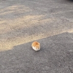 過去にバズった猫の写真をMKタクシーさんが投稿。再び話題に！（MKタクシーさん提供）