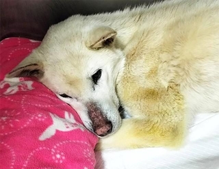 今年春、千葉県動物愛護センターに「迷い犬」として収容されたさくら