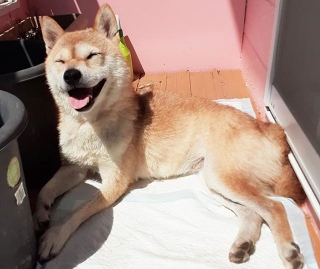 2022年春に多頭飼育崩壊現場からセンターに収容されたメスの柴犬・アキラ