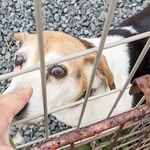 一時は殺処分の淵に立たされたビーグルの血が入っているシニア犬・イチ様