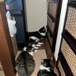 同じ方向を見つめている猫ちゃんたちがXで話題に（「wuki wuki」さん提供、Xよりキャプチャ撮影）