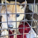 今年春、福岡県動物愛護センターに収容されていたメスのワンコ・キキちゃん
