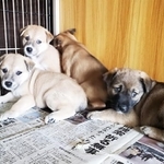お茶の木の根元に、生まれたばかりの9匹の子犬がいました（写真は成長後）