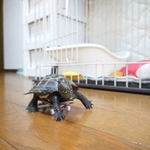 軍曹ちゃん ※飼い主さん提供