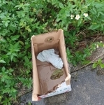 沖縄県名護市内で6月、猫の遺棄や死体が相次いで見つかった（寧波さん提供、Instagramよりキャプチャ撮影）