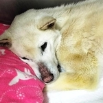 今年春、千葉県動物愛護センターに「迷い犬」として収容されたさくら