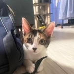 大きな目が可愛いつばきちゃん＝飼い主様提供