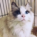心ある人の連携で保護されたラグドールちゃん