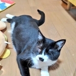 白黒猫えんくん