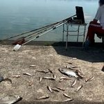 釣り場に無惨に放置された魚たち…。 ※麦わら村長さん提供（一部加工）