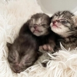 車のボンネットの中にいるところを保護された、生まれたばかりの子猫3匹