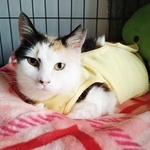 交通事故に遭い動けなくなっていたところを保護されたメスの三毛猫・ハナちゃん