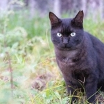 地域で見守ってきた猫が勝手にTNRされてしまって…　※画像はイメージです（Haru Works/stock.adobe.com）