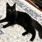 見事幸せをつかんだメスの黒猫・ココアちゃん