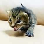 献身的なお世話とたっぷりの愛情を受け、スクスク成長してくれました