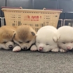 か、かわいすぎる♡（「あきほ@秋田犬会館」さん提供）