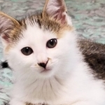 Aさん夫婦はアキラに不思議な縁を感じました