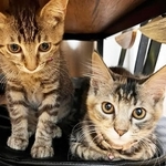 保護猫・ルーシーとサリー姉妹