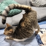 トントンで、お尻を高く上げる猫さんがXで話題に（飼い主さん提供）