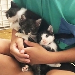 預かりボランティアのSさん宅の男の子に抱っこされる3きょうだい