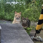 坊勢島で生き抜いてきた野良猫たち