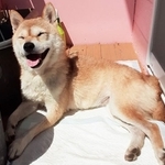 2022年春に多頭飼育崩壊現場からセンターに収容されたメスの柴犬・アキラ
