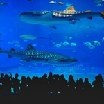 美ら海水族館（Richie Chan/stock.adobe.com）