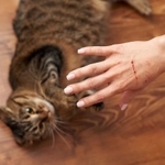 猫に引っ掻かれたら、つい「キズパワーパットを貼っておこう」となってしまいそうですが、実はこれ、NG行為なんだそう　※画像はイメージです（stock.adobe.com/pridannikov）