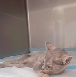 動物愛護センターで収容されていた寝たきりの子猫を保護（かごねこさん提供、Instagramよりキャプチャ撮影）