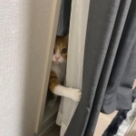 カーテンの隙間から助けに来てくれたラテちゃん（提供：保護猫ラテちゃん🐈さん）